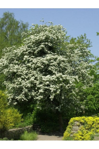 Глід колючий дерево в парковій зоні